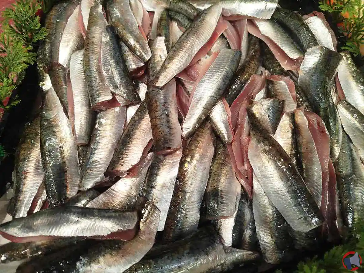 Rappel filet de sardine : risques pour la santé et que faire