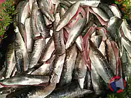 Rappel produit Filet de sardine (photo numéro 1)