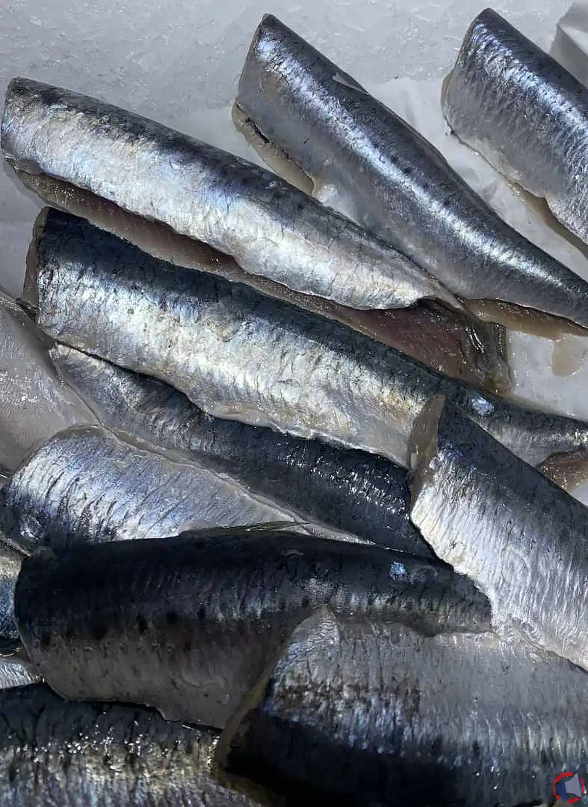 Rappel de filets de sardines vendus en Sarthe : risque élevé d'histamine