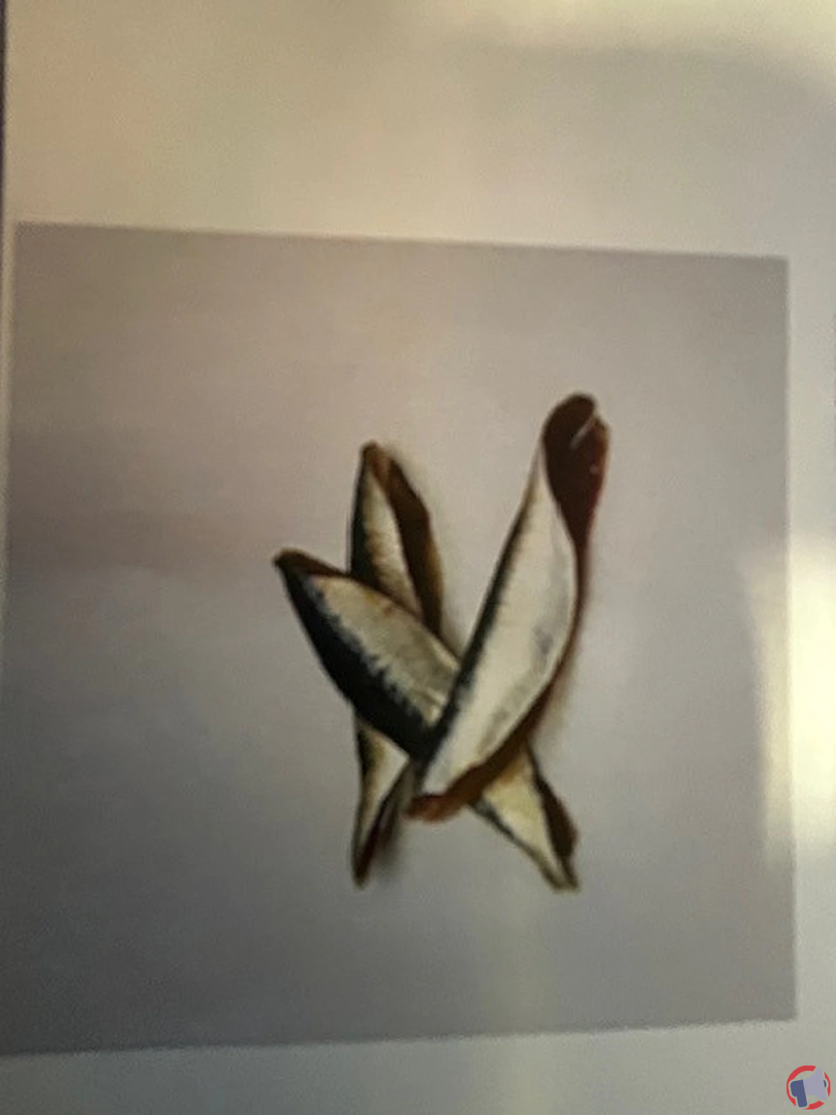 Rappel des filets de sardines Butterfly : informations et précautions pour la sécurité des consommateurs