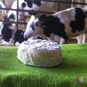 Rappel produit fromage demi sec fromage demi sec