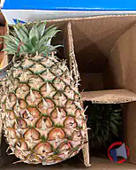 Rappel produit Ananas Avion Cayen Lisse Fruits (photo numéro 1)