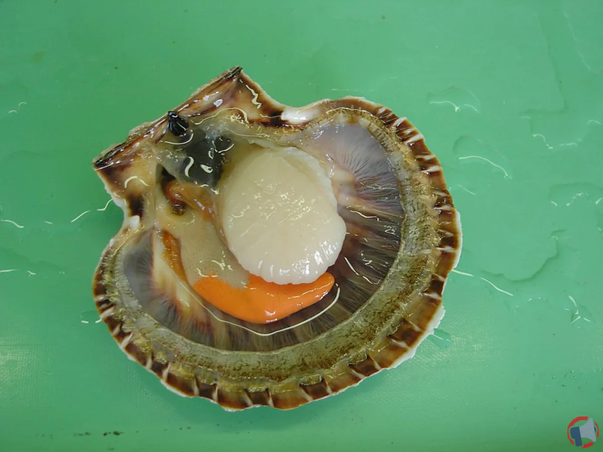 Rappel produit : Gall coquilles St-Jacques - Rade Bre