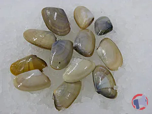 Rappel produit Tellines LE GALL