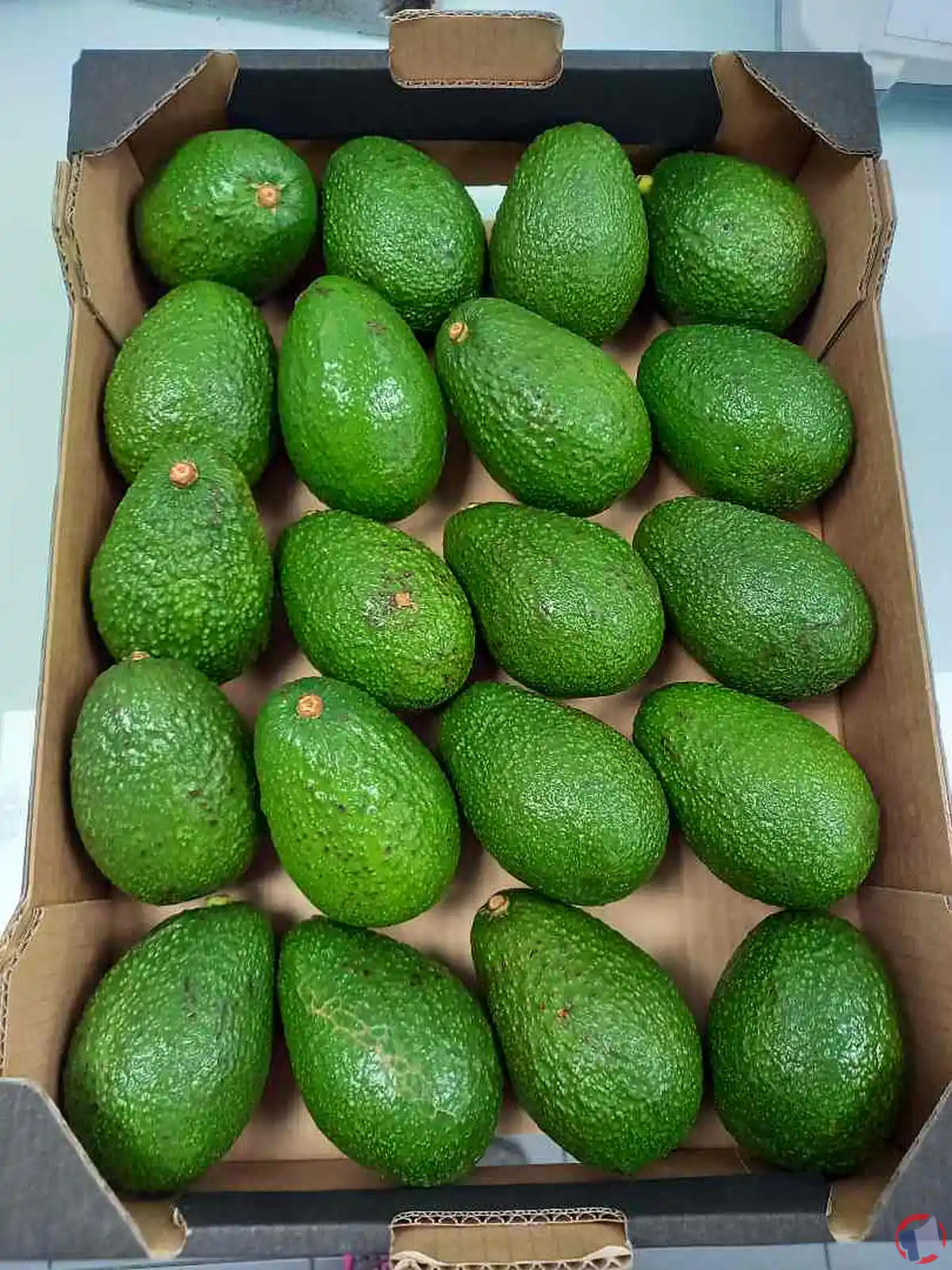 Rappel de produit : Avocats Hass de la marque Georges Helfer pour risque de dépassement des limites autorisées de pesticides
