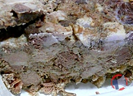 Rappel produit GRILLONS CHARENTAIS (photo numéro 1)