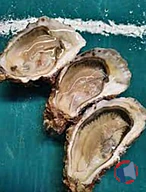 Rappel produit HUITRES ST VAAST N°2 – 5KG et N°3 – 6KG (photo numéro 1)