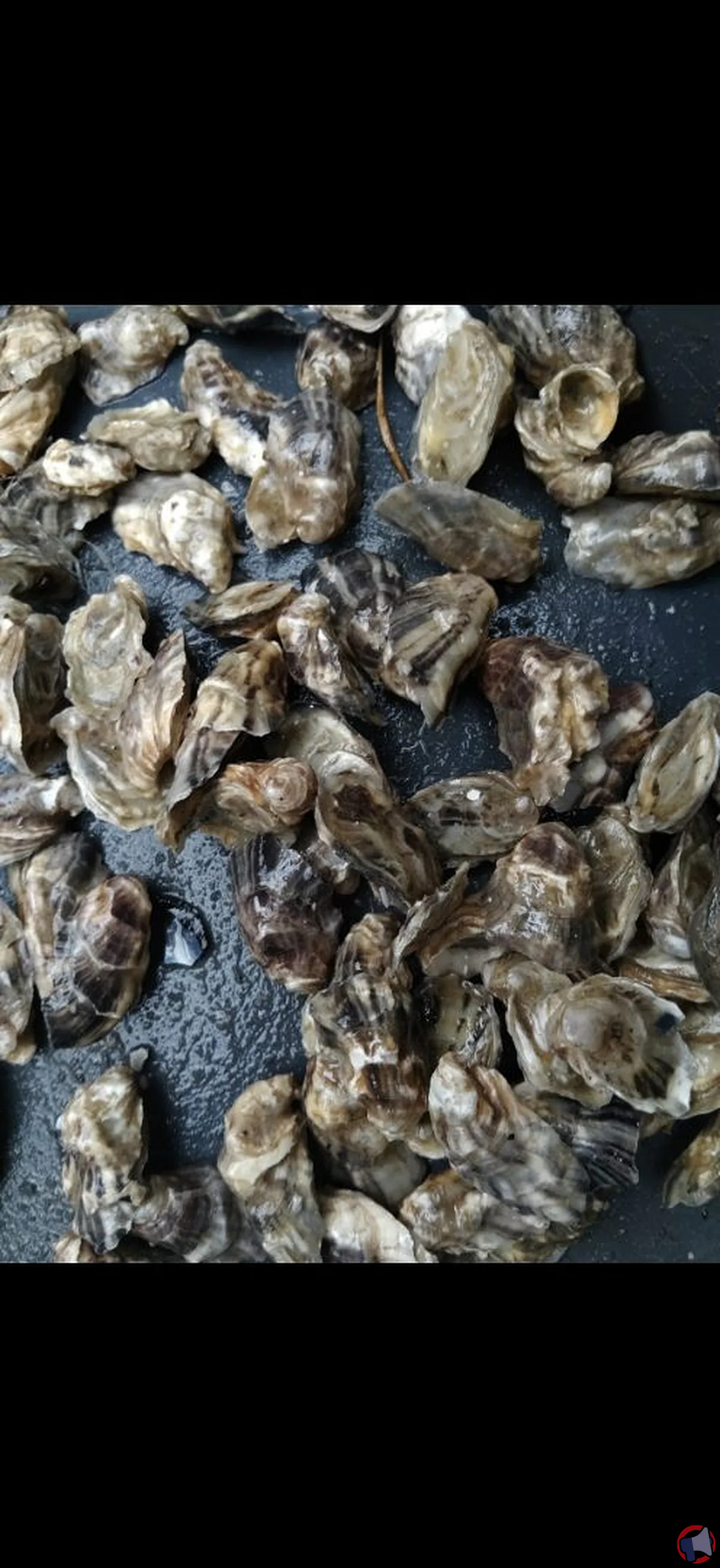 Rappel produit : île diana huîtres et moules contaminées