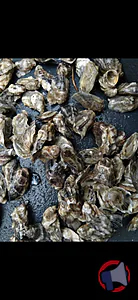Rappel produit HUITRES ET MOULES ile de diana