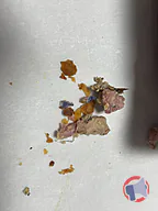 Rappel produit Pâté croûte Jean Maziere (photo numéro 2)