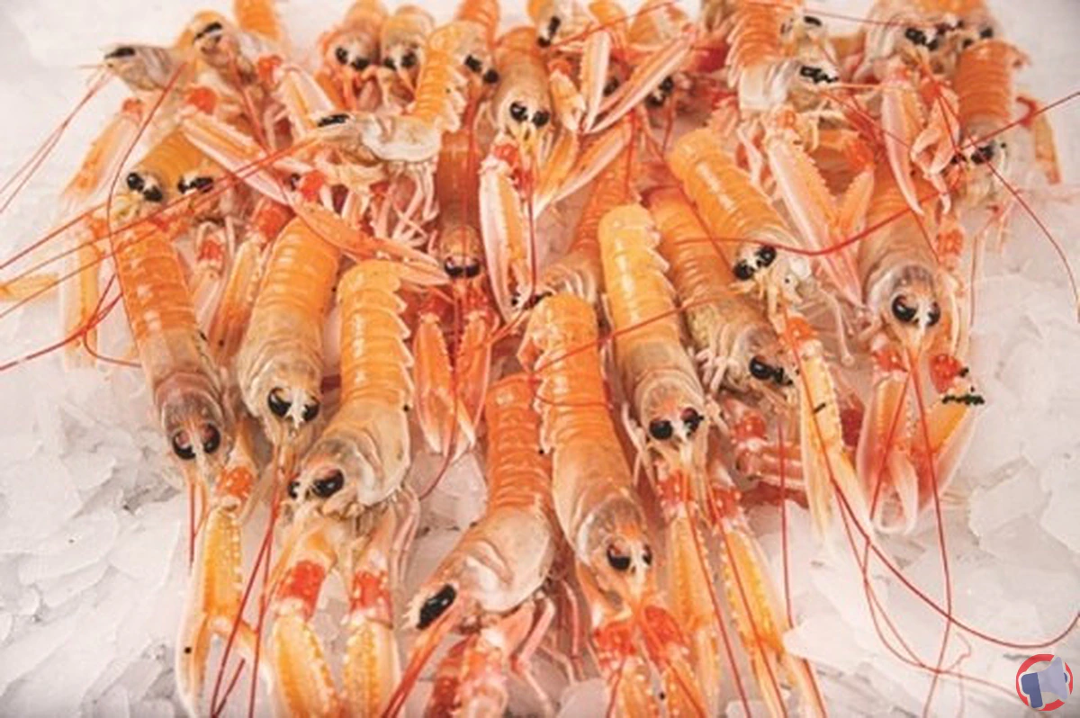 Rappel produits : langoustines crues n°2030-22016