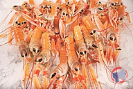 Rappel produit Langoustines crues 20/30 (photo numéro 1)