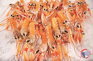 Rappel produit Langoustines crues 20/30
