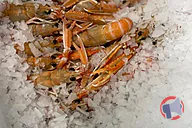 Rappel produit Langoustines glacées 20/40