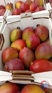 Rappel produit Mangue Tommy LARA