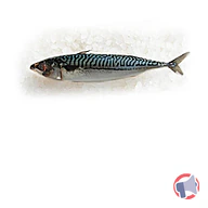 Rappel produit MAQUEREAU 3/500 NORVEGE LEROY SEAFOOD HIRTSHALS (photo numéro 1)