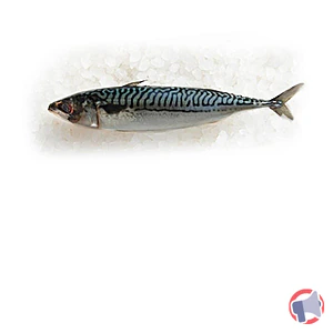 Rappel produit MAQUEREAU 3/500 NORVEGE LEROY SEAFOOD HIRTSHALS