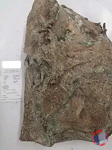 Rappel produit Noix TT pièce entière séchée La Ligogne