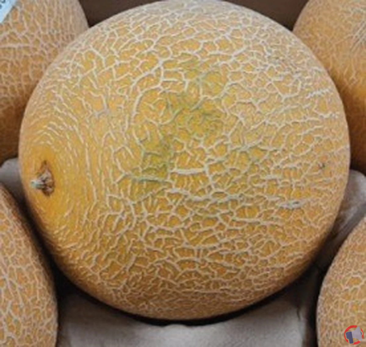 Rappel de melon galia : ce qu’il faut vérifier et les risques pour la santé