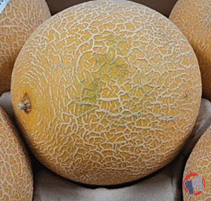 Rappel produit MELON GALIA