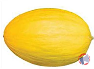 Rappel produit MELON JAUNE (photo numéro 1)