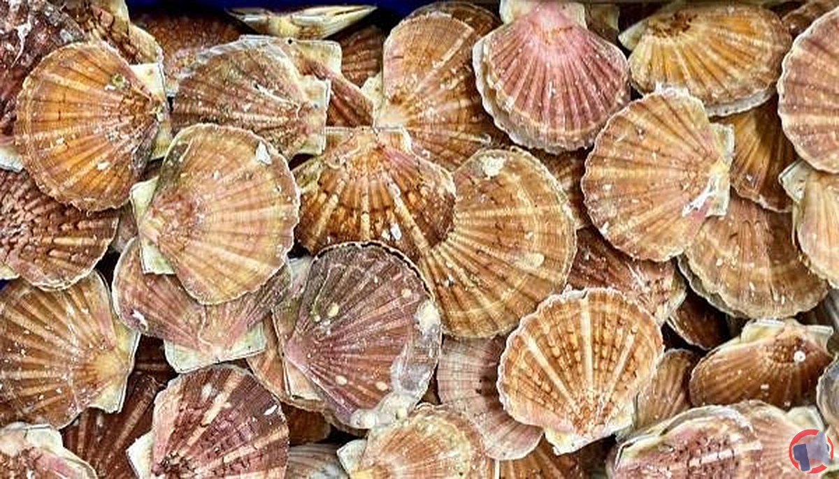 Rappel de coquilles Saint-Jacques vivantes de la marque Metro : risque d'Escherichia coli