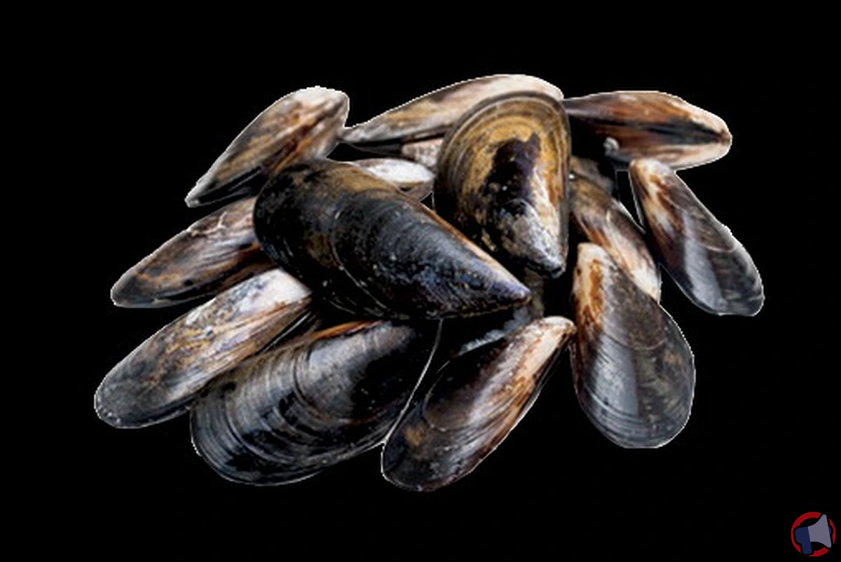 Alerte sanitaire : rappel de moules en vrac chez E. Leclerc pour risque d'E. coli