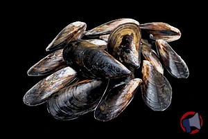 Rappel produit MOULE DE CORDE ELEVEE EN IRLANDE (vrac rayon marée)