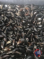 Rappel produit moules (photo numéro 1)