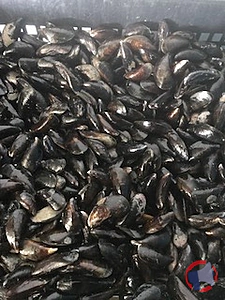 Rappel produit moules