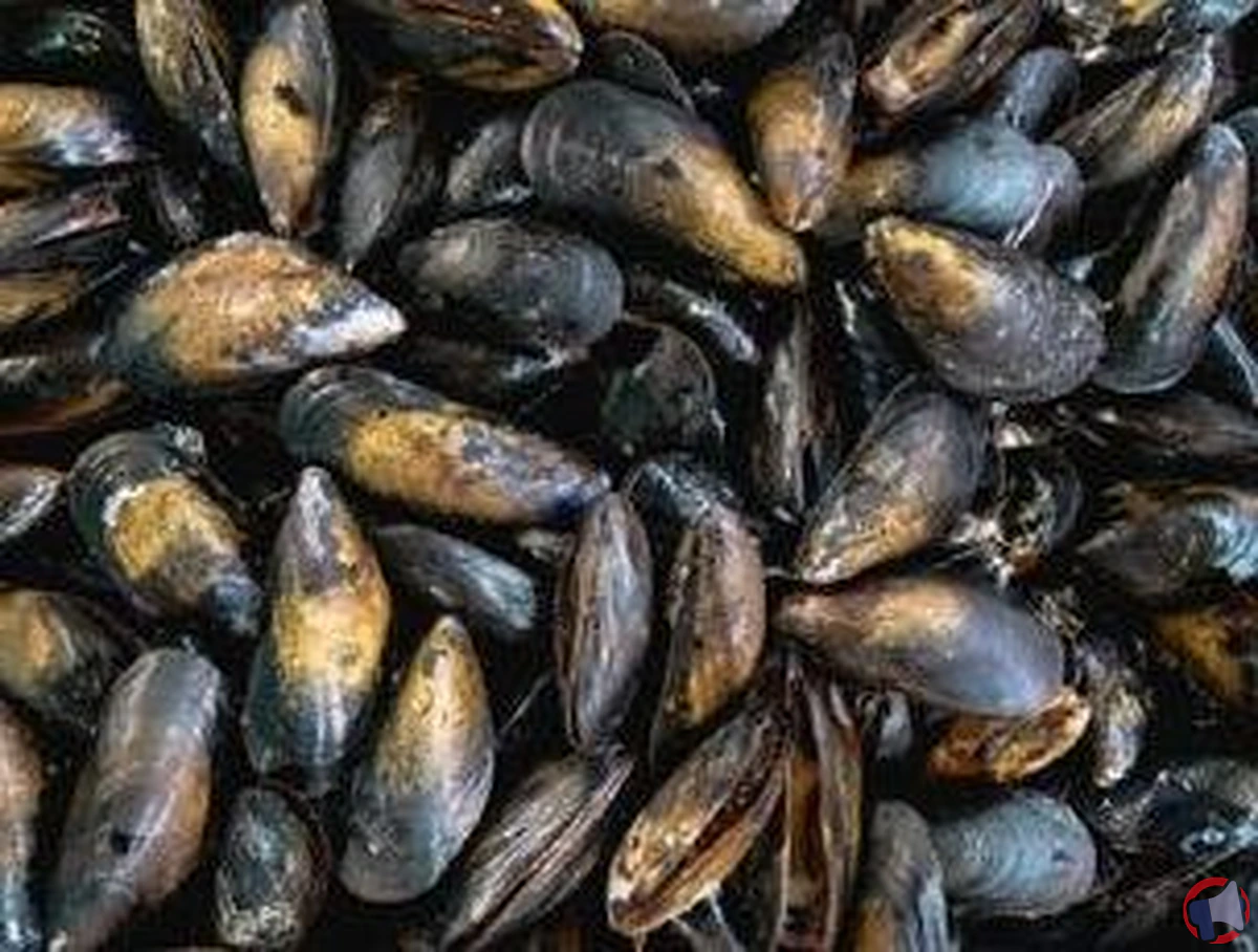 Rappel moules de bouchot contaminées par escherichia coli à auchan hyper annecy