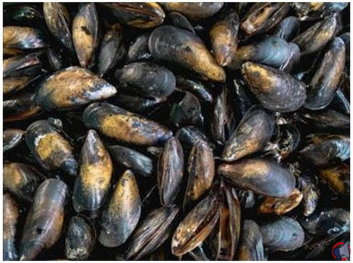 Rappel des moules bouchot n°20566 : informations et consignes de sécurité