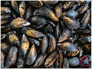 Rappel produit Moules de Bouchot