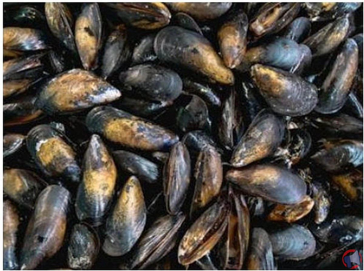 Rappel des moules bouchot : alerte sécurité alimentaire en france