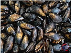 Rappel produit MOULES DE BOUCHOT