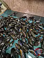Rappel produit MOULES DE BOUCHOT STG mytilus edulis MOULES DE BOUCHOT STG (photo numéro 1)