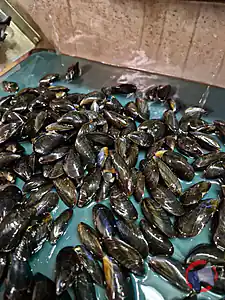 Rappel produit MOULES DE BOUCHOT STG mytilus edulis MOULES DE BOUCHOT STG
