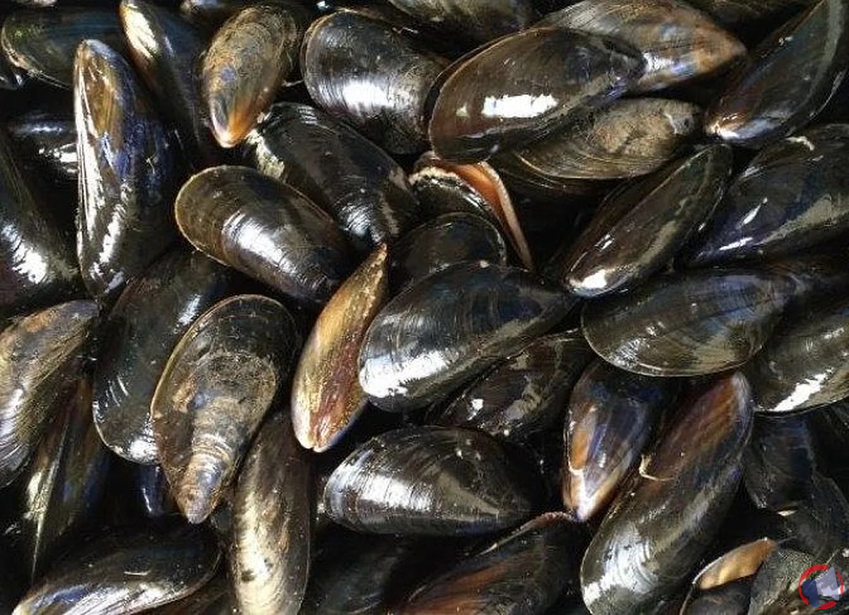 Rappel des moules corde l'île dumet : dangers et mesures à prendre