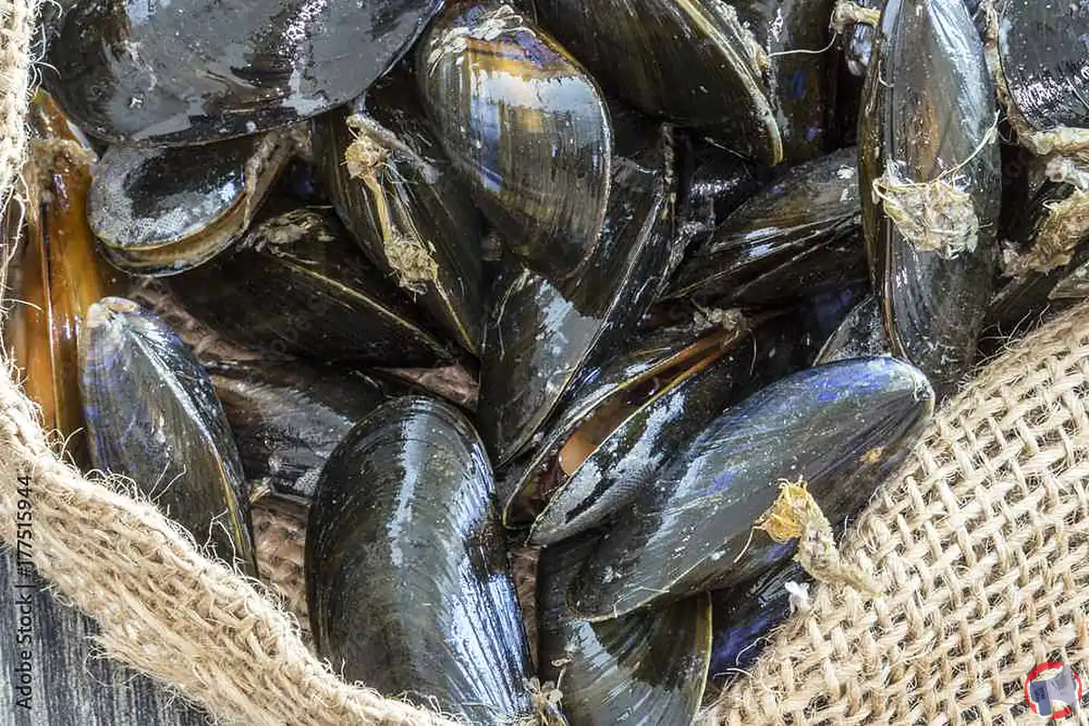 Rappel de produit : Moules de pêches, risque d'intoxication à l'Escherichia coli