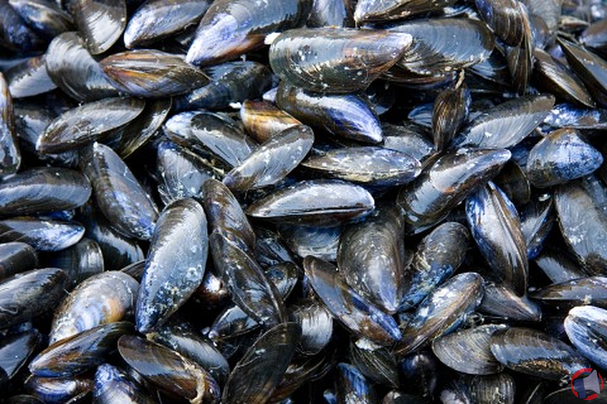 Rappel de produit : Moules de pêches contaminées par Escherichia coli