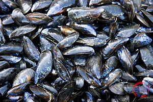 Rappel produit MOULES DE PECHES