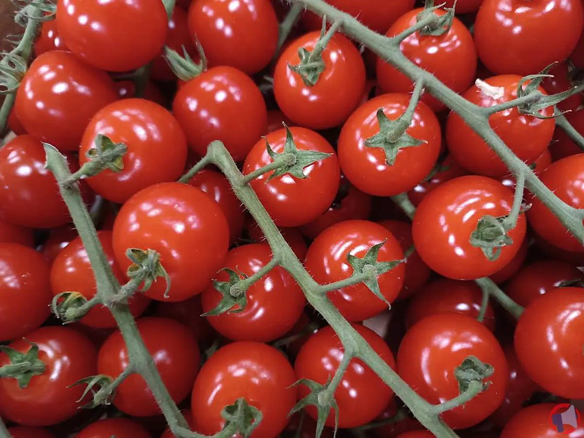 Rappel de tomates cerise en grappes nijasol : produit rappelé en espagne