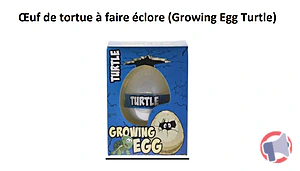 Rappel produit Œuf de tortue à faire éclore (Growing Egg Turtle) Œuf de tortue à faire éclore (Growing Egg Turtle)