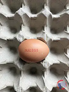 Rappel produit Oeufs issus de poules Plein Air