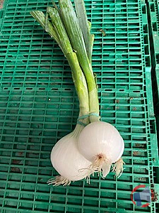 Rappel produit OIGNON BLANC BOTTE OIGNON BLANC BOTTE