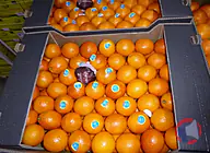 Rappel produit Orange maltaise tunisie Orsero, vrac (photo numéro 2)