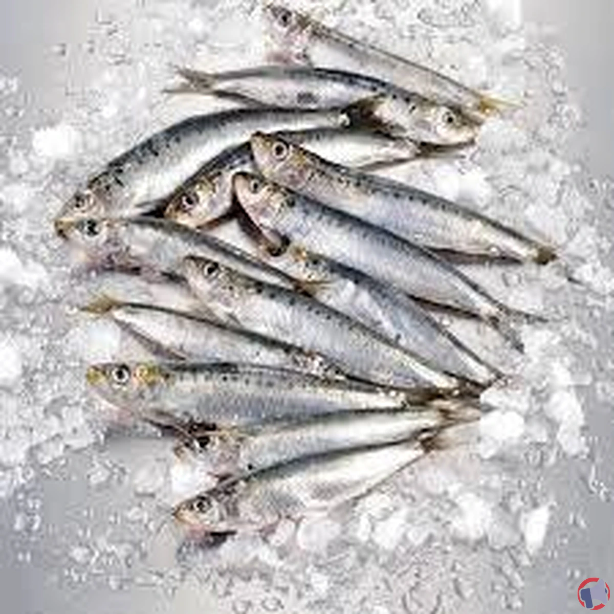 Alerte de rappel : sardines de la marque Pêcheries des Hauts de France