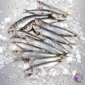 Rappel produit Sardine PECHERIES DES HAUTS DE FRANCE