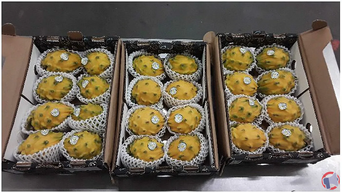Rappel du pitahaya jaune : vigilance et informations essentielles