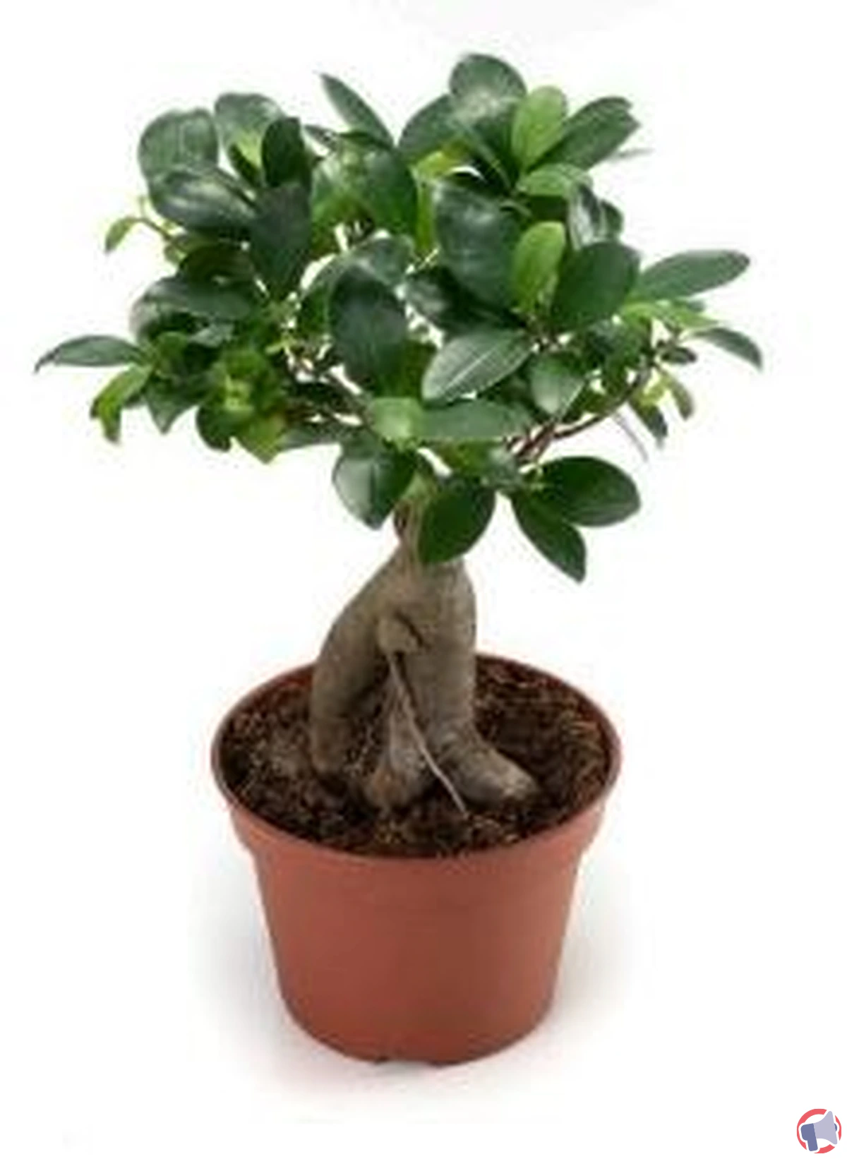 Rappel de produit : Ficus Ginseng vendu chez Magasins U pour risque de parasite